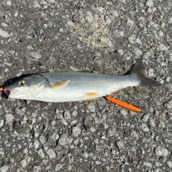 留萌でサビキ釣り