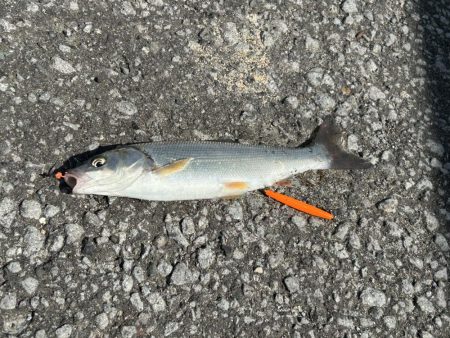 留萌でサビキ釣り