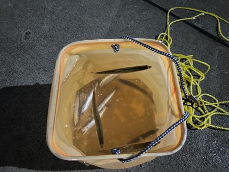 初道北フィッシング日本最北端での釣り