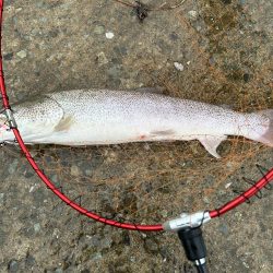 あの幻のイトウが釣れる!?