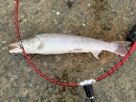 あの幻のイトウが釣れる!?
