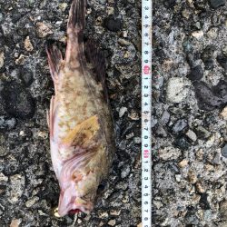 恒例　お盆休みの釣り