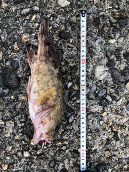 恒例　お盆休みの釣り