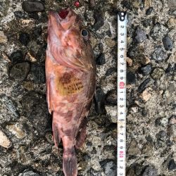 恒例　お盆休みの釣り　パート2