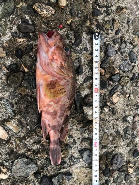 恒例　お盆休みの釣り　パート2