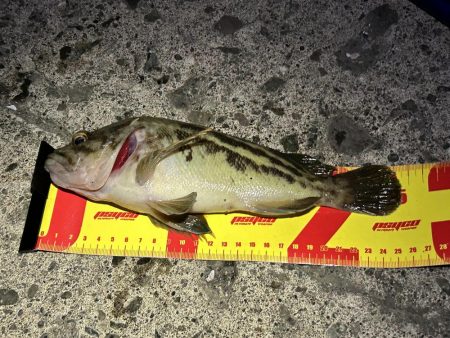 礼文島初日に、念願の魚が２匹とも釣れる!?