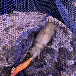 新子エギング釣査！