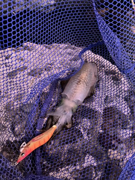 新子エギング釣査！