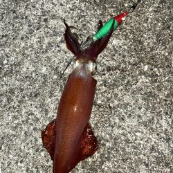 ケンサキイカ２杯