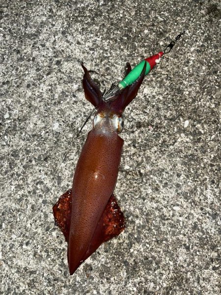 ケンサキイカ２杯