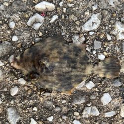 ケンサキイカとカワハギ