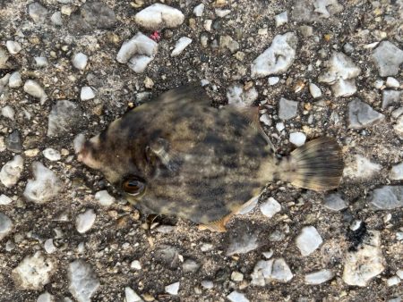 ケンサキイカとカワハギ