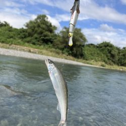 アユに癒された〜