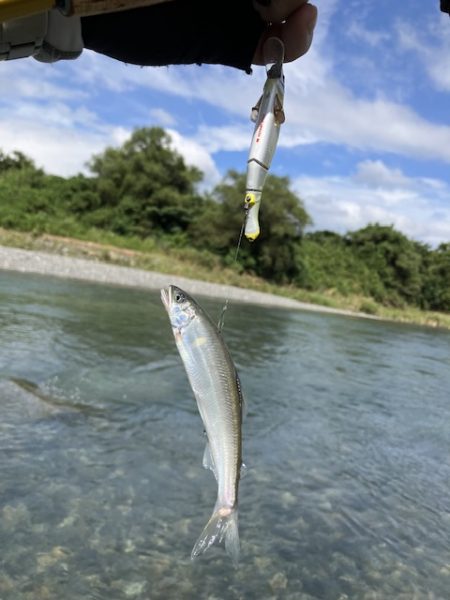 アユに癒された〜
