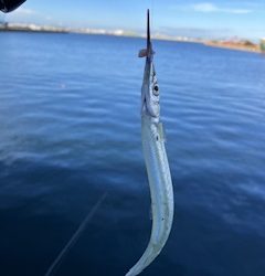 Ｆシステムでサヨリ