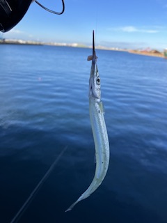 Ｆシステムでサヨリ