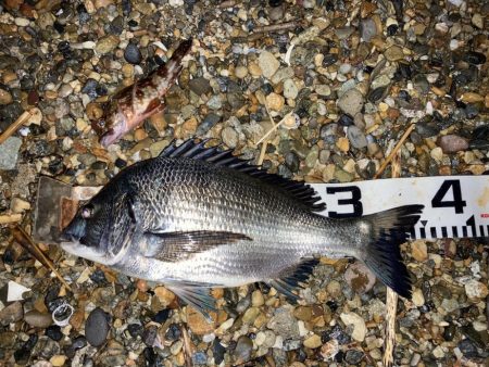 雨上がりのチヌ