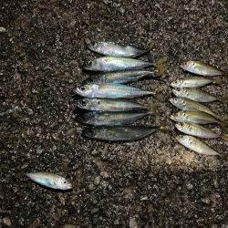 夕涼みファミリーフィッシング