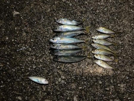 夕涼みファミリーフィッシング