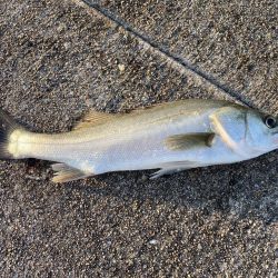 黒鯛トップ絶好調