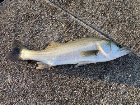 黒鯛トップ絶好調