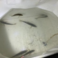 台風後のサビキ釣り