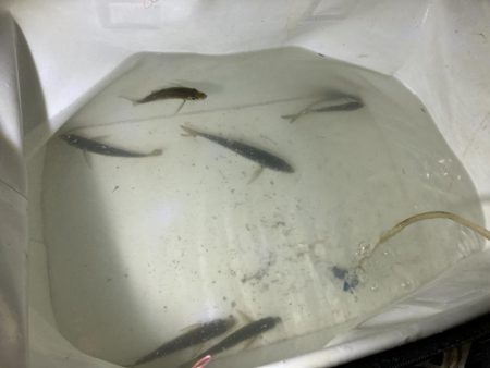 台風後のサビキ釣り