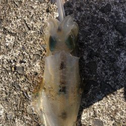 アオリイカ開幕調査