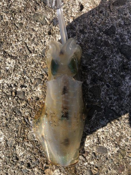 アオリイカ開幕調査