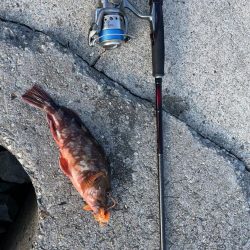 2023 佐渡ヶ島 キジハタゲーム　8月6日