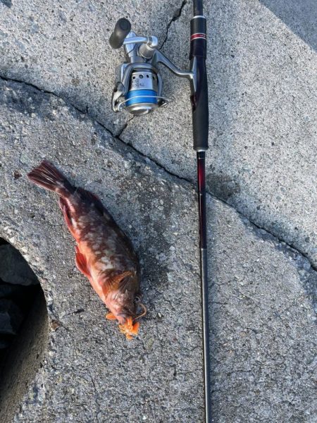 2023 佐渡ヶ島 キジハタゲーム　8月6日