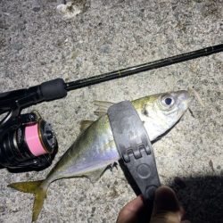 2023 佐渡ヶ島 ライトゲーム&キジハタゲーム 8月14日