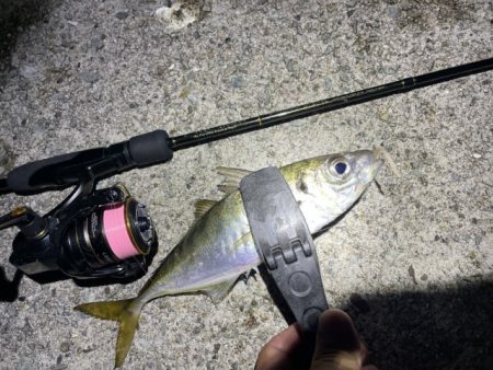 2023 佐渡ヶ島 ライトゲーム&キジハタゲーム 8月14日