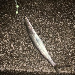 太刀魚の聖地 和歌山