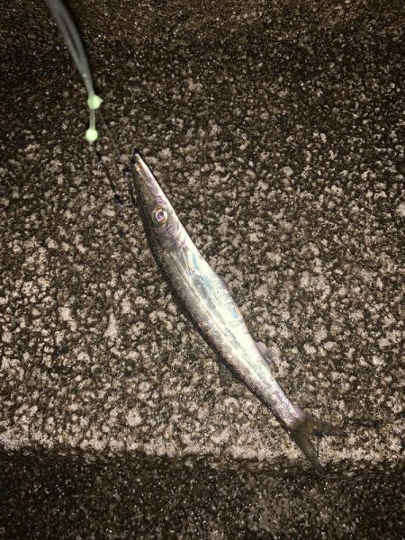 太刀魚の聖地 和歌山