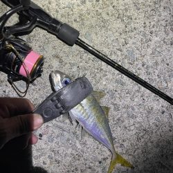 2023 佐渡ヶ島 ライトゲーム＆ハタゲーム＆アオリ新子調査　8月23日