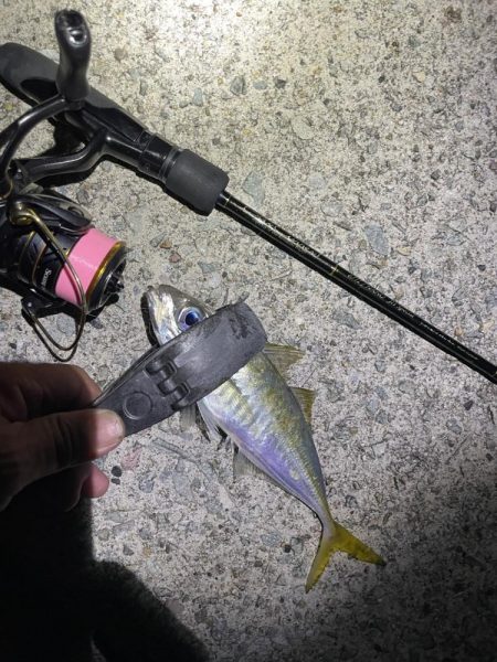 2023 佐渡ヶ島 ライトゲーム＆ハタゲーム＆アオリ新子調査　8月23日