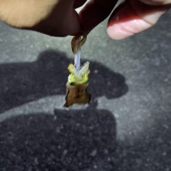 2023 佐渡ヶ島 ライトゲーム＆ハタゲーム＆アオリ新子調査　8月26日