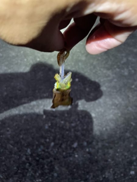 2023 佐渡ヶ島 ライトゲーム＆ハタゲーム＆アオリ新子調査　8月26日