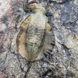 2023 佐渡ヶ島エギング 3回目【8月27日】