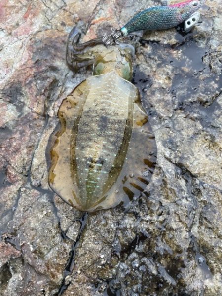 2023 佐渡ヶ島エギング 3回目【8月27日】