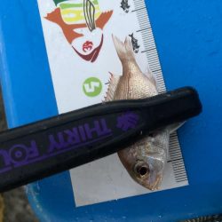 台風前にアジング