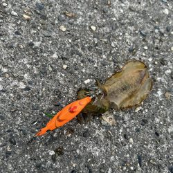 エギングシーズン