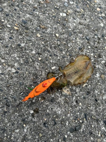 エギングシーズン