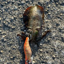 アオリイカ釣行