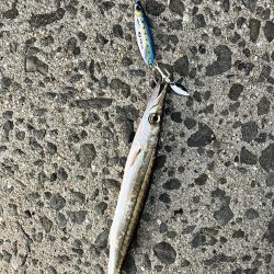 太刀魚釣りたい