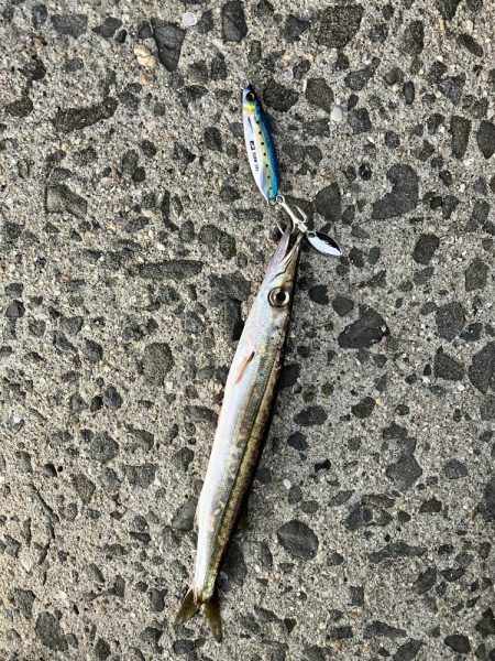 太刀魚釣りたい