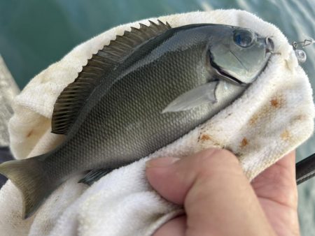 いろいろ楽しい