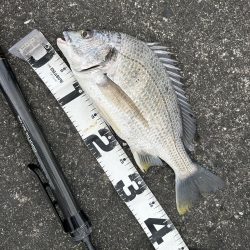 チヌポでキビレ！