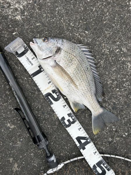 チヌポでキビレ！